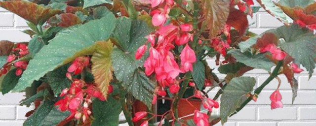 竹节海棠如何养开花 竹节海棠养开花的办法