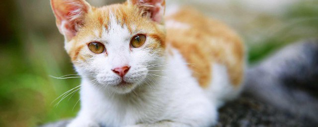 猫一直叫怎么办 猫一直叫有什么方法解决