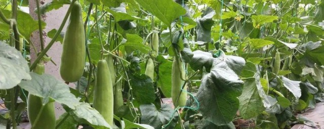 羊角蜜瓜怎么种植 羊角蜜瓜如何种植