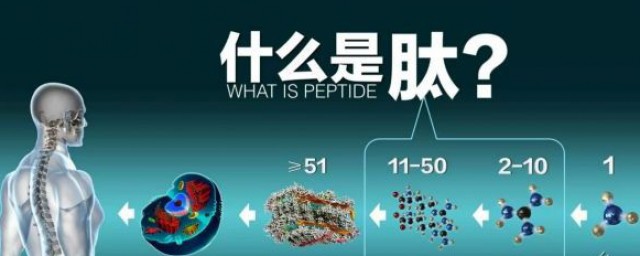 肽是什么 肽是什么东西
