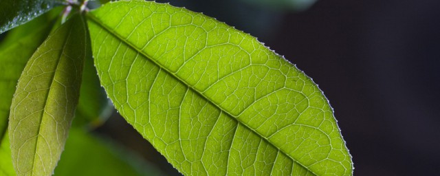 桂花树叶简介 桂花树叶有哪些特征