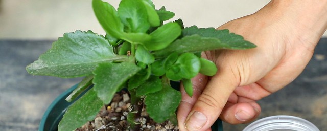 长寿花浇水方法 长寿花怎么浇水