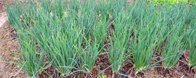 四季小香葱种植时间和方法 四季小香葱种植时间和方法简单介绍