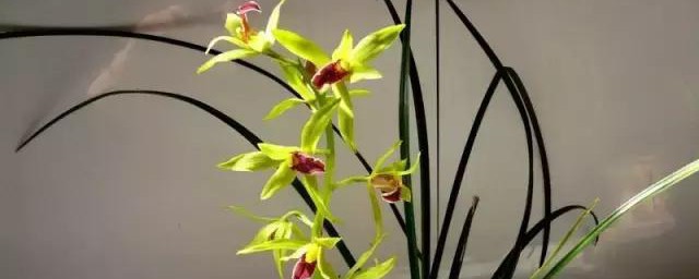 九节兰花怎样种植 九节兰花的种植方式