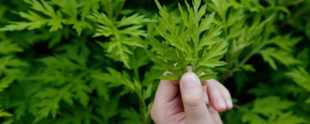 艾草如何储存办法 艾草怎么保存