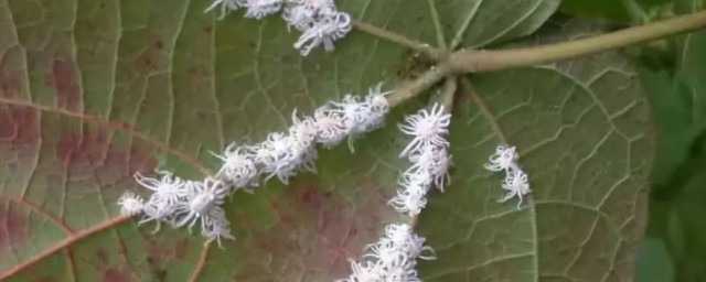 介壳虫什么样 介壳虫简单简介