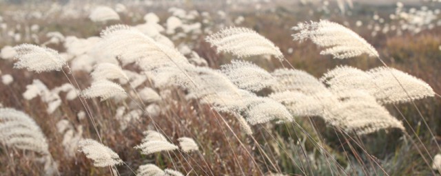 芦花的意思 芦花简单简介