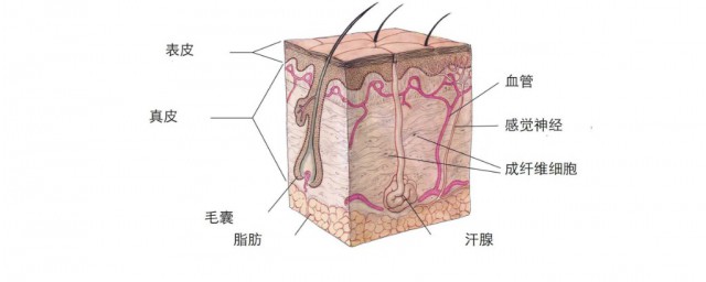 汗腺是什么意思 汗腺的意思