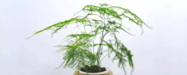 家里养文竹有风水禁忌 文竹的风水禁忌有什么