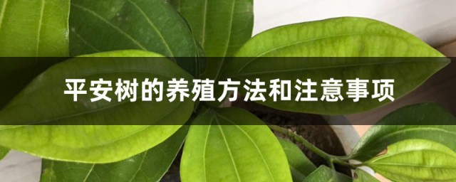 盆栽平安树的养殖方法和注意事项有哪些 盆栽平安树怎么养殖