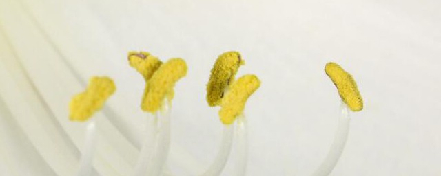 朱顶红的养殖方法和注意事项有哪些 朱顶红的养殖方法和注意事项分别是怎样的