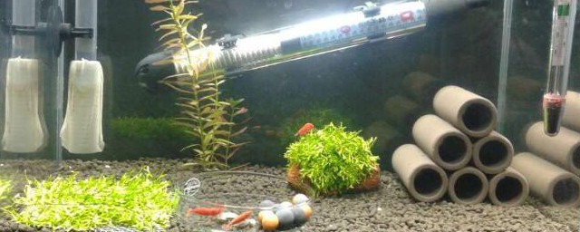 蛋白虫怎么彻底消灭 蛋白虫如何彻底消灭