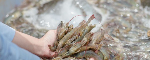 如何储存活虾放冰箱 怎样储存活虾放冰箱