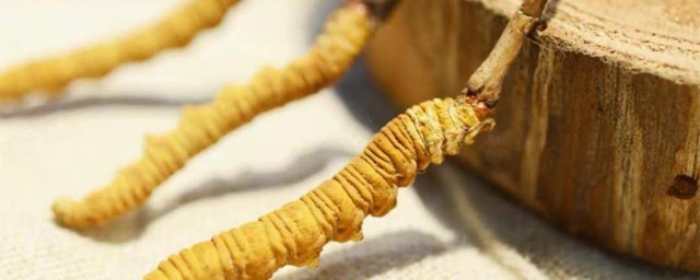 虫草的真假怎样区分 虫草的真假区分方法