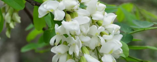 洋槐花怎样储存 洋槐花如何储存