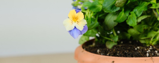 角堇播种季节 角堇花期是多少?