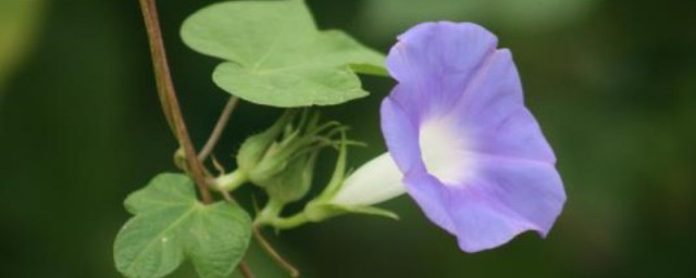 牵牛花什么季节开花 牵牛花开花的季节简介