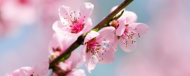 桃花开在什么季节 桃花有哪些习性