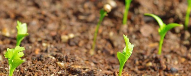 播种的季节 播种是什么季节的农事
