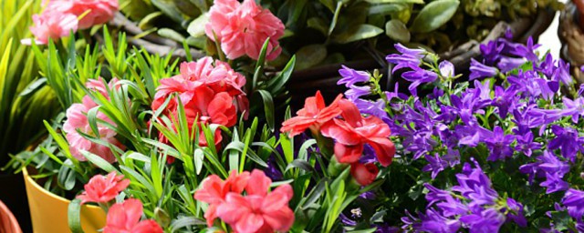 6月份播种什么花草 6月份播种哪些花草