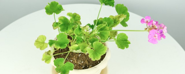 室内驱蚊虫植物盆栽有哪些 室内驱蚊虫植物盆栽简介