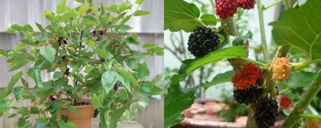 桑树适合种在家什么地方 桑树种植注意事项