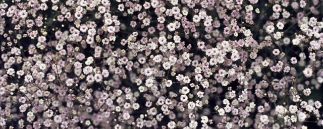 满天星是干花吗 满天星可以做成干花吗