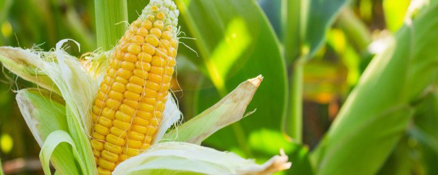 玉米小麦种植方法 玉米小麦如何种植