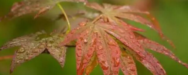 关于秋雨的句子和段落 关于秋雨的句子和段落有哪些