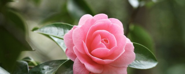 永生花和干花的区别 如何区分永生花和干花