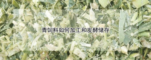 青饲料怎样加工和发酵储存 青储饲料怎样保存