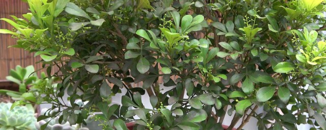 新买的米兰花怎么养 怎么养米兰花