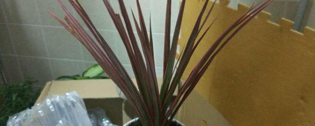 七彩铁的寓意 七彩铁的寓意是什么