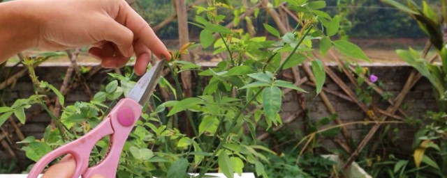 月季花开败后如何修剪 月季花开败后修剪方法