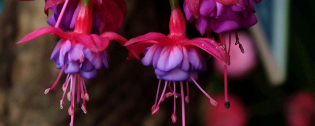 宝莲灯花能活几年 宝莲灯花简介