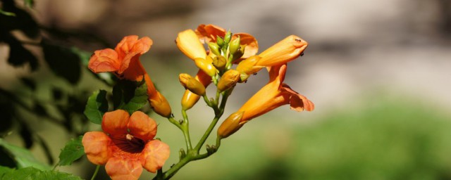 凌霄花到处窜根怎么办 凌霄花到处窜根处理方法