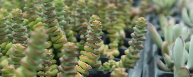 钱串子花移栽方法 钱串子花移栽方法分享