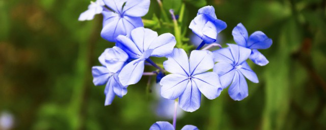 蓝雪花花语及象征意义 蓝雪花花语及象征意义是什么