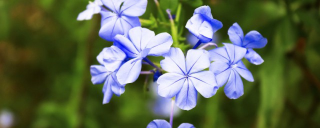 蓝雪花花语及象征道理 蓝雪花花语及象征道理是什么