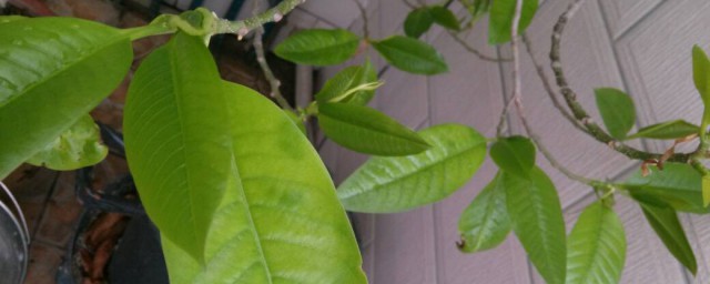 白兰花叶子发黑是什么原因 白兰花叶子发黑原因分享