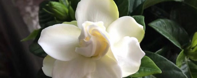 栀子花催花小技巧 栀子花催花小技巧分享