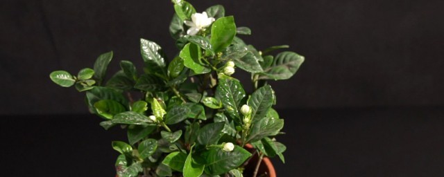栀子花怎样水养 栀子花水养办法