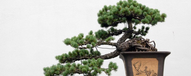 松树盆景养护与管理 松树盆景养护与管理方法分享