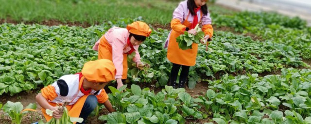 梦见摘菜是什么意思 梦见摘菜的寓意