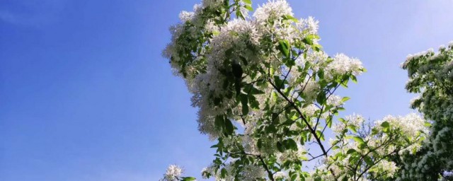 满树白花的树是什么树 满树白花的树介绍