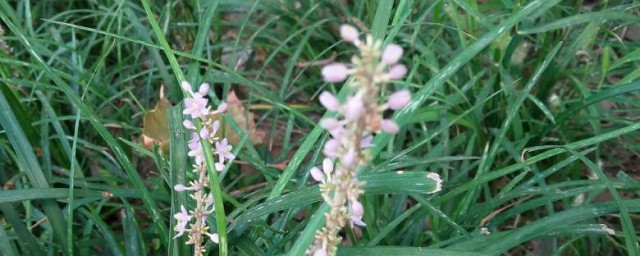 绛珠草是什么植物 绛珠草简介