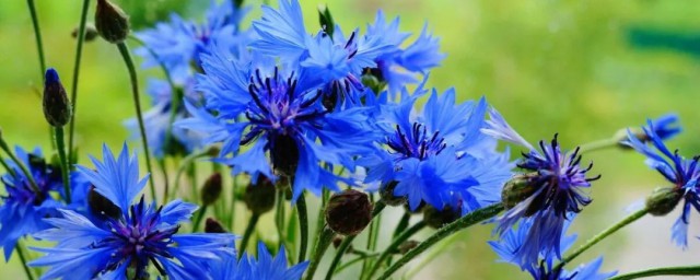 蓝色的花有哪些及花语 蓝色的花有哪些及花语简介
