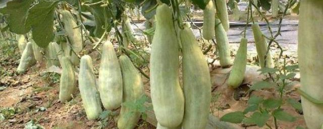 羊角蜜架子怎样搭 羊角蜜的养殖要领