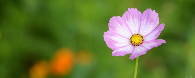 和平分手送什么花 和平分手送什么花合适