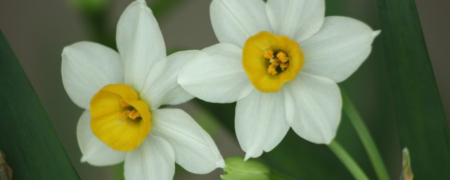 水仙花球茎怎么保存 水仙花球茎存放窍门